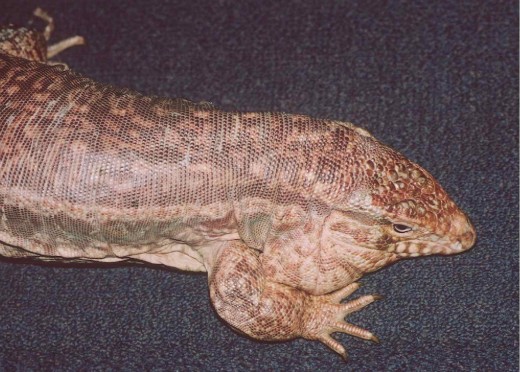 Adult male red tegu. Photo by Dr. Robert Sprackland.