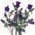 Campanula are delightful bells shaped flowers. Ideal for bouquets seeking a 'just picked' look, or for rustic, country weddings. Campanula are delightful bells shaped flowers. Ideal for bouquets seeking a 'just picked' look, or for rustic, country weddings.