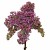 Lilac, the flower which gave the color its name. Fragrance and beauty in the perfect purple package. Lilac, the flower which gave the color its name. Fragrance and beauty in the perfect purple package.