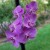 Purple orchids, expensive but very durable. Purple orchids, expensive but very durable.