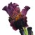 The spectacular bearded iris, deep purple splashed with gold. The spectacular bearded iris, deep purple splashed with gold.