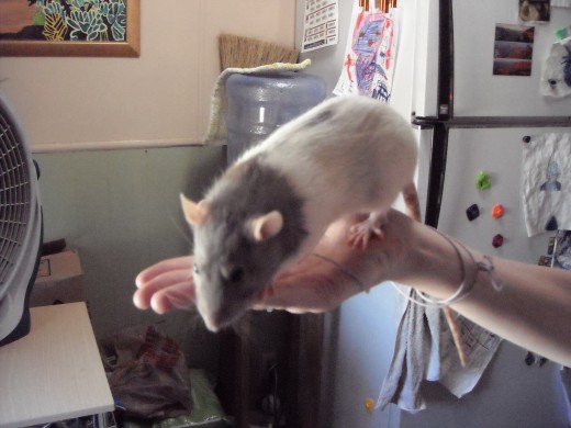 This is my rat Blue, she passed away last year.