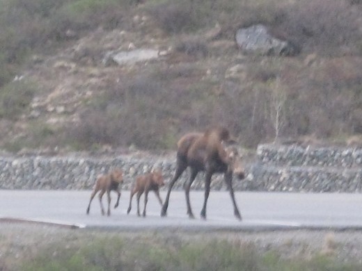 "Mama" Moose and Babies