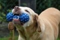 Finding the Best Dog Toys