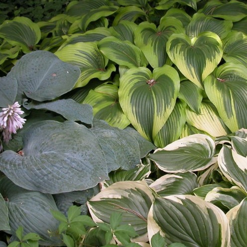 Hostas come in all shades of green, and in many varieties.
