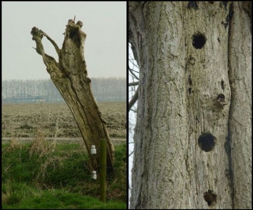 Dead pollard willow trees