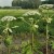 Hogweed Stage 5 Hogweed Stage 5