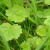 Hogweed stage 1 Hogweed stage 1