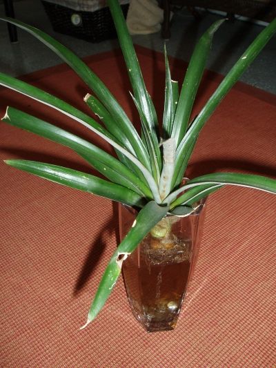 One of My Pineapple Plant in a Vase.  It been there 6 months.