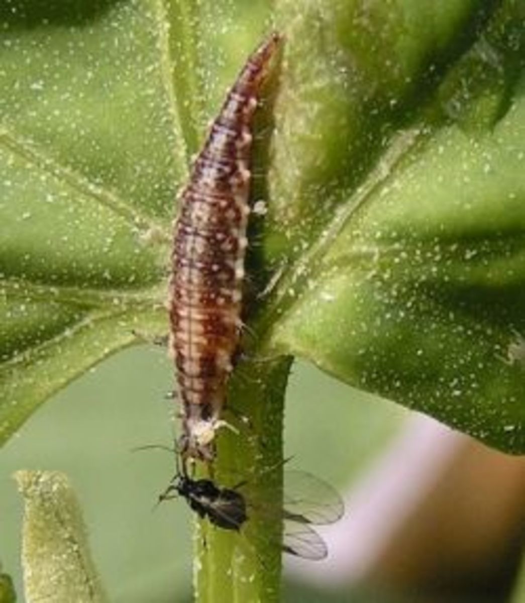 Green lacewing larva eating an aphid.