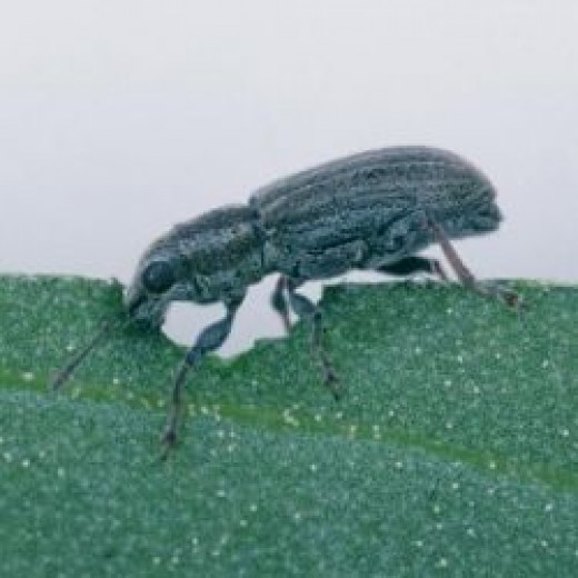 Biological Control of the Pea and Bean Weevil HubPages