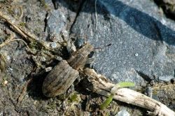 Sitona lineatus