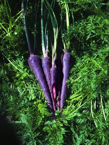 Carrots come in a variety of colors-including purple and black