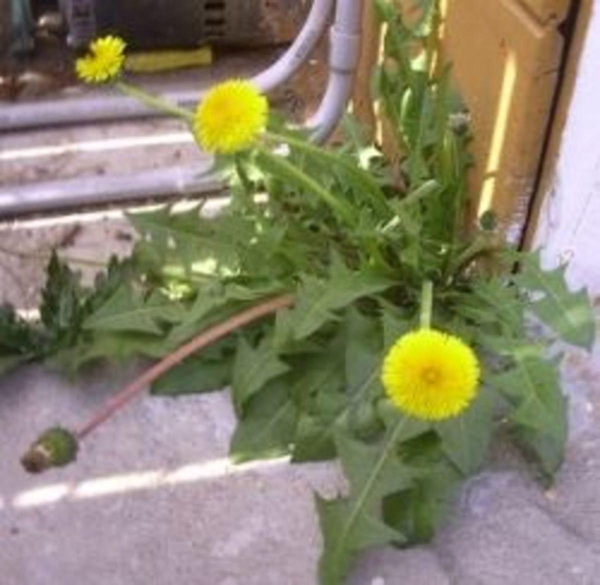 The dandelion plant in this photo was growing in the back of our house.