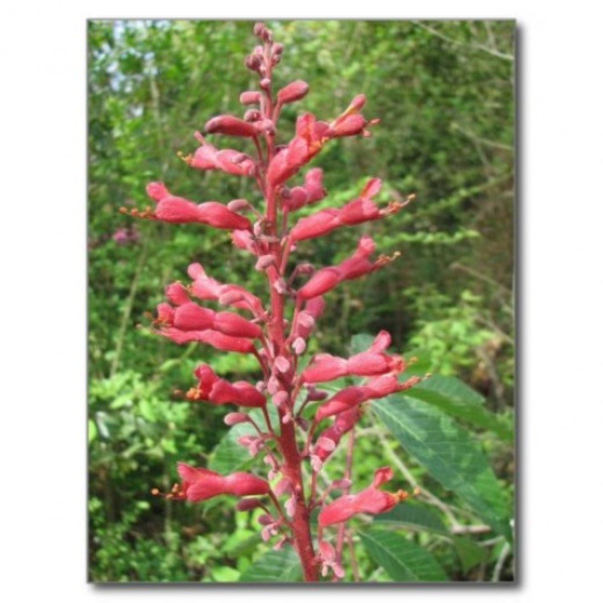 Nectar-rich flowers of native red buckeye trees are another favorite of hummingbirds that breeds true.