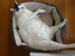 How Can I Get My Cat to Lose Weight?