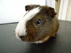Guinea Pigs are hard to forget.  