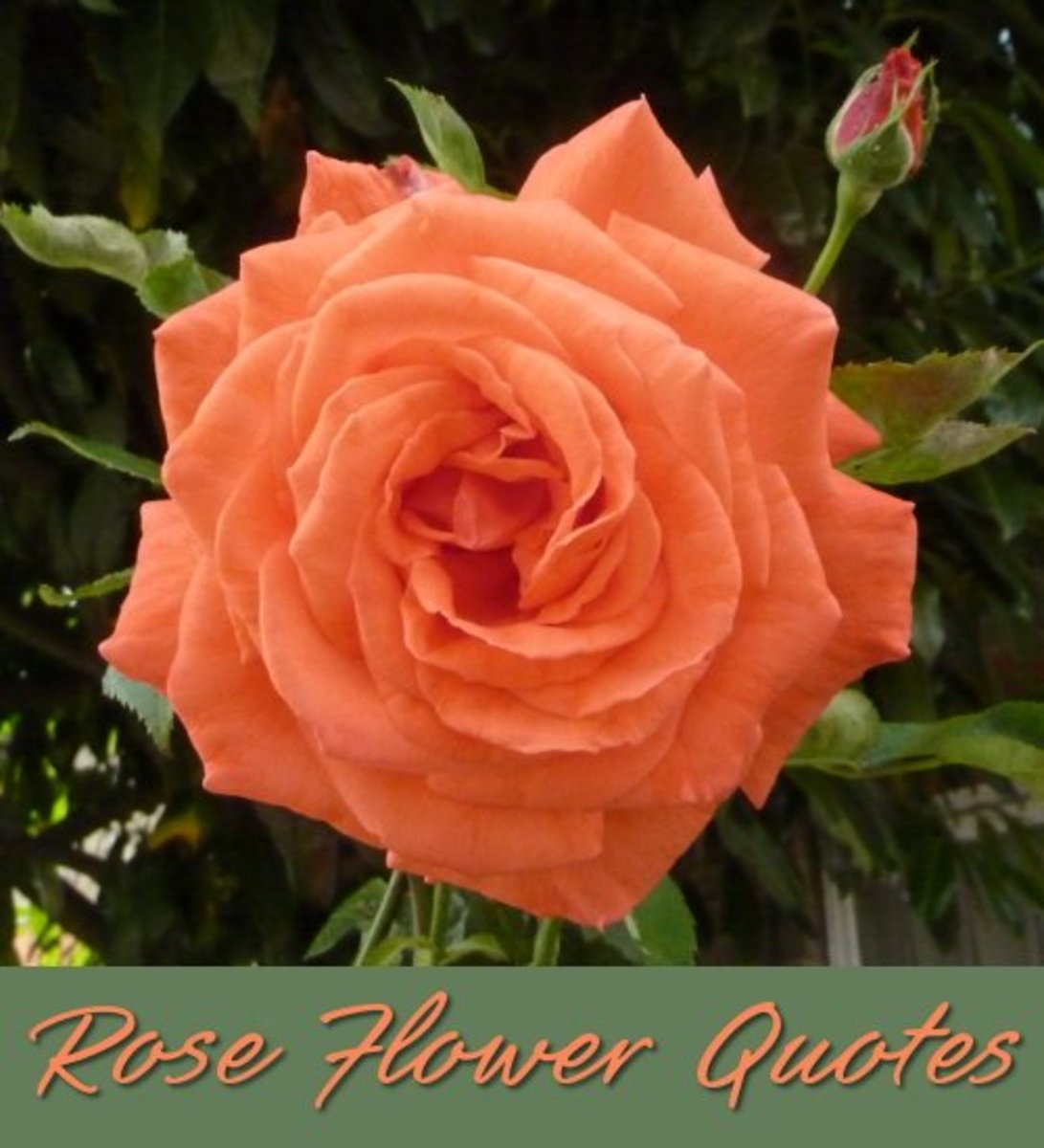 rose quotes