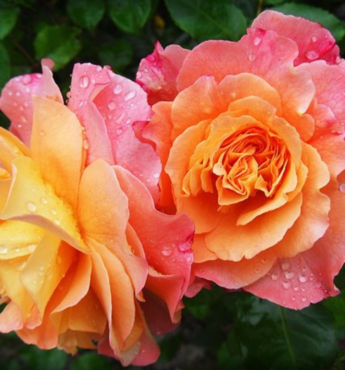 few sentences about rose flower