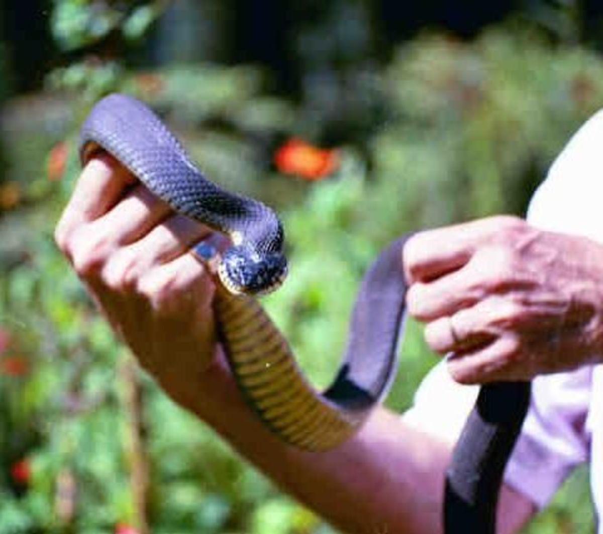 Yellow-bellied Water Snakes | HubPages