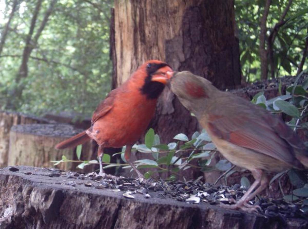 Male Cardinal feeding female
