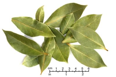 Bay Leaves are a culinary herb often used to flavor soups, stews, and gumbos.