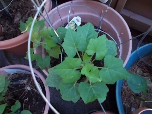 This is a yellow squash that has adapted to the pot by growing smaller leaves. It is blossoming but not giving me squash yet. I think I need to hand pollinate it. There are two vines here. I grew one in an 18" container that grew about 12" long. It p