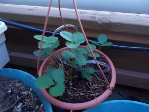 A strawberry plant left over from last year that lived through winter. You can see it is doing very well, but I have yet to get any berries out of it. I like the foliage so it will remain in my garden. The tubes are a new drip system I installed rece