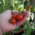 Yummy ripe cherry tomatoes. Juicy and plump, the guinea pigs and I tasted the first ones yesterday! =) This plant alone will save me about $4 a week on tomatoes that I was purchasing from the store. These taste so much better!