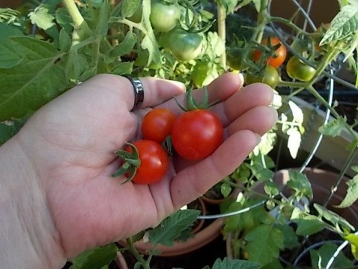 Yummy ripe cherry tomatoes. Juicy and plump, the guinea pigs and I tasted the first ones yesterday! =) This plant alone will save me about $4 a week on tomatoes that I was purchasing from the store. These taste so much better!
