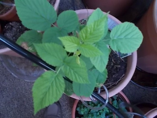 My raspberry at 10 weeks is surviving. This is an experimental plant and so far so good. It has not died so I guess it wants to hang out for while. I am seeking plants that will last more than one growing season.