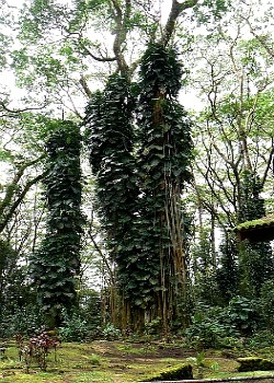 Trees Covered with Giant Elephant Ear