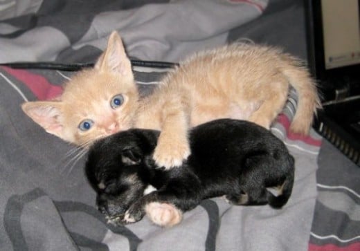 This is a real photo. You can see that the kitty just loves the pup. Photo credit to lovemeow.co by Beautiful Calico Kitty