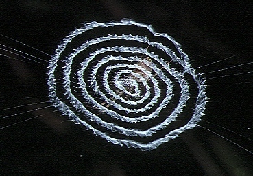 Web From the Stabilimenta Spider (Taken by Akio Tanikawa on Wikipedia)