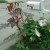 A fun flower bed with perennial Hardy Hibiscus and annual Castor Bean plants. A fun flower bed with perennial Hardy Hibiscus and annual Castor Bean plants.