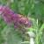 A butterfly on one of my butterfly bushes. A butterfly on one of my butterfly bushes.