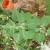 Moon Plant is an interesting plant that blooms huge white flowers at night. Moon Plant is an interesting plant that blooms huge white flowers at night.