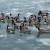 Canadian Geese Canadian Geese