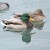 Mallards Mallards