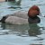 Redhead Redhead