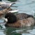 Greater Scaup Greater Scaup