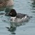 Common Goldeneye Common Goldeneye