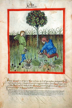 Ancient Garlic Harvest