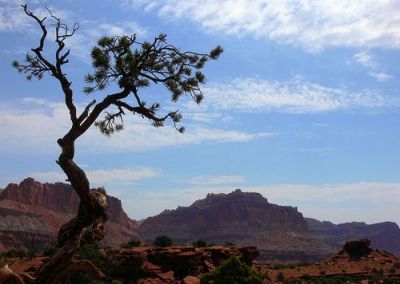 A lone Juniper in Capitol Reef National Park