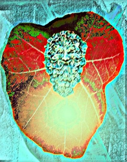 leaf man book leaf man book