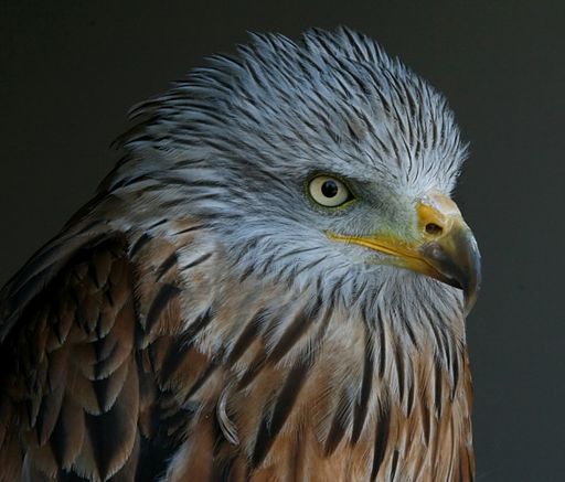 Red Kite - Bird of Prey | HubPages