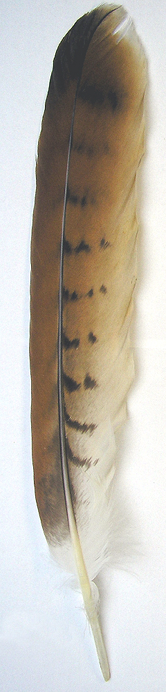 Tail-feather of a Red Kite (Milvus milvus) 325mm