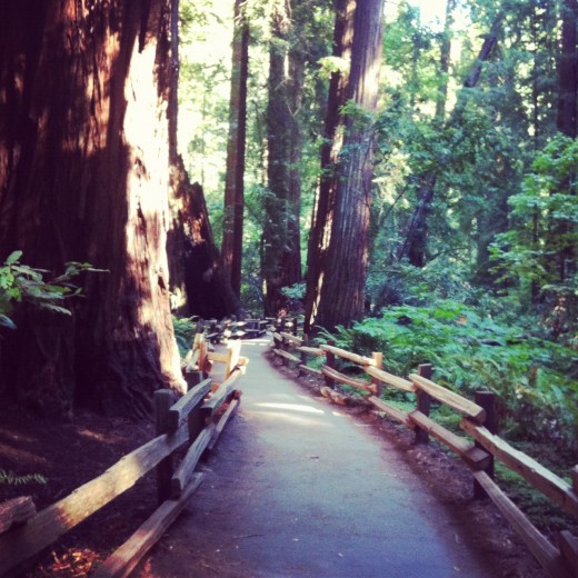 Muir Woods. 