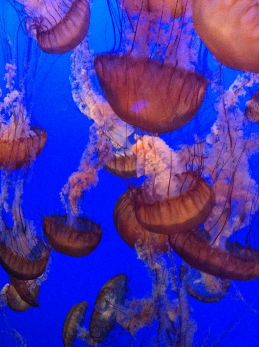 Jellyfish Exhibit at the Aquarium. 