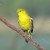 Common Iora Common Iora